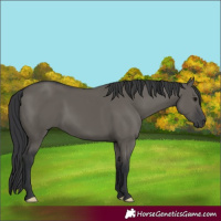 Horse Color:Grullo 
