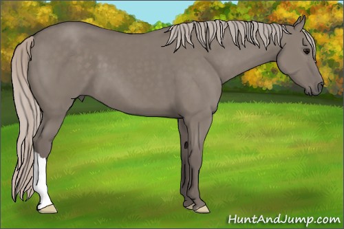 Horse Color:Silver Grullo