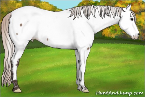 Horse Color:Silver Brown Dun Appaloosa 