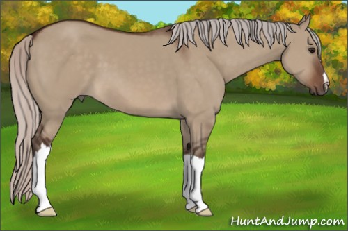 Horse Color:Silver Brown Dun 