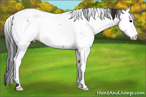 Horse Color:Brown Dun Appaloosa 