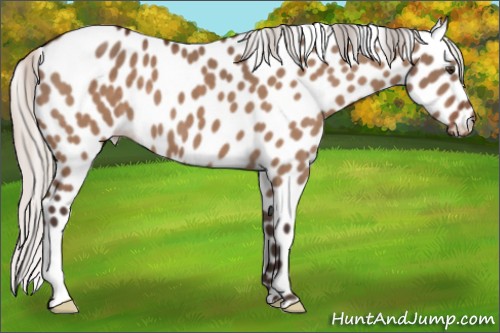 Horse Color:Silver Brown Dun Appaloosa 