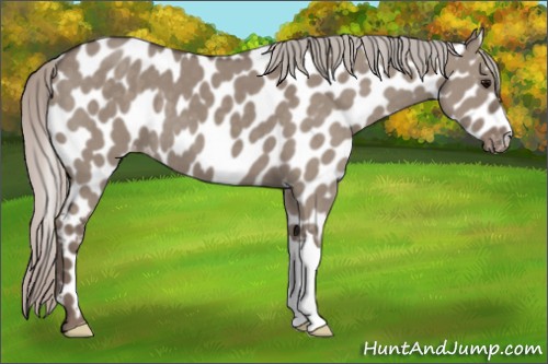 Horse Color:Silver Grullo Appaloosa