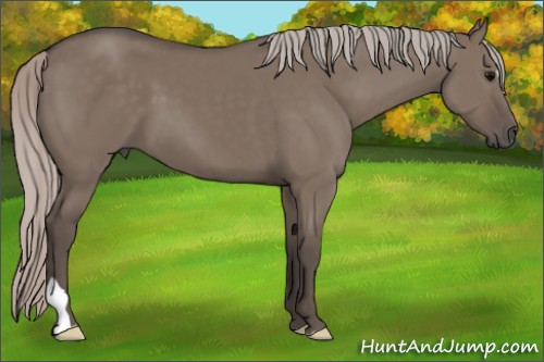 Horse Color:Silver Grullo 