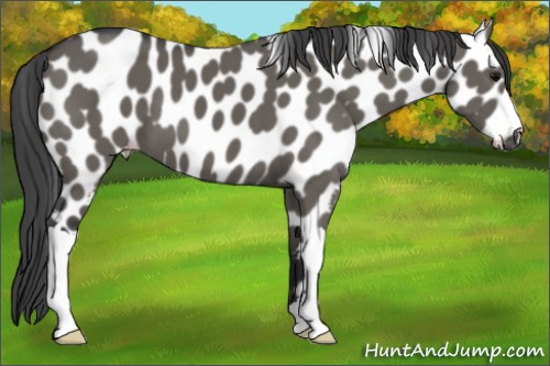 Horse Color:Grullo Appaloosa