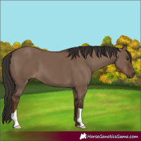 Horse Color:Liver Red Dun 