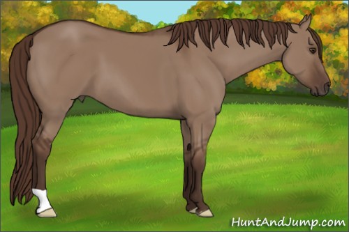 Horse Color:Liver Red Dun 