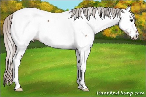 Horse Color:Silver Brown Dun Appaloosa 