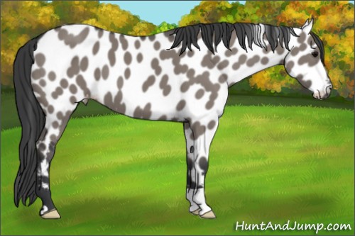 Horse Color:Grullo Appaloosa 