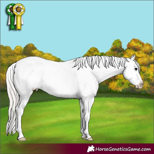 Horse Color:Silver Grullo Appaloosa 