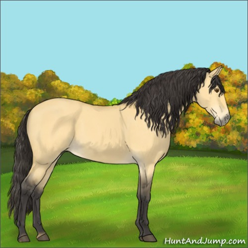 Horse Color:Buckskin Dun 