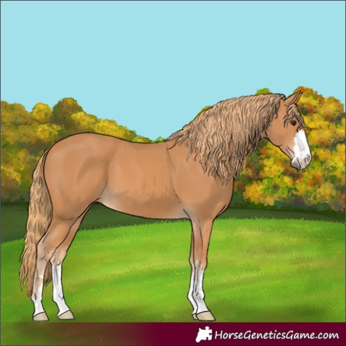 Horse Color:Chestnut 