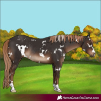Horse Color:White Spotted Liver Chestnut Rabicano 