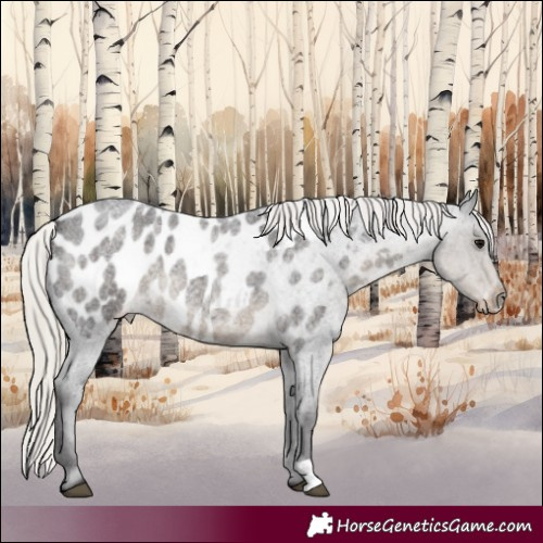 Horse Color:Silver Smoky Blue Roan Near Leopard