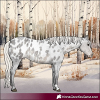 Horse Color:Silver Smoky Blue Roan Appaloosa 