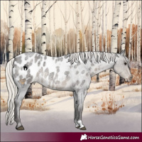 Horse Color:Silver Smoky Blue Roan Appaloosa