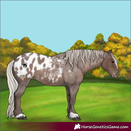 Horse Color:Silver Blue Roan Appaloosa 