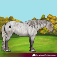 Horse Color:Silver Smoky Blue Roan 
