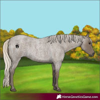 Horse Color:Silver Smoky Blue Roan 