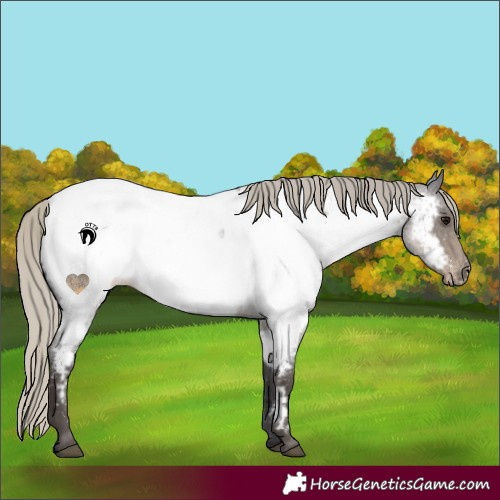 Horse Color:Silver Smoky Blue Roan Near Fewspot