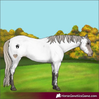 Horse Color:Silver Smoky Blue Roan Near Fewspot 