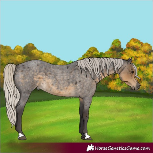 Horse Color:Silver Smoky Blue Roan 
