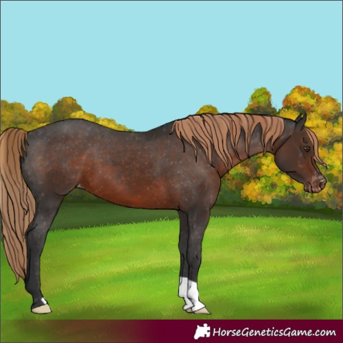 Horse Color:Liver Chestnut Appaloosa