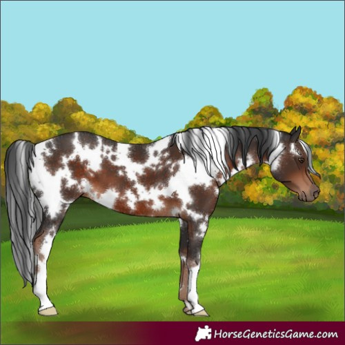 Horse Color:White Spotted Liver Chestnut 