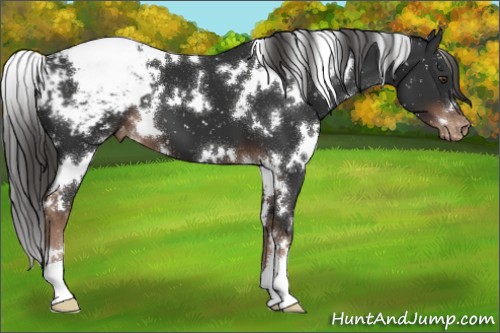 Horse Color:White Spotted Liver Chestnut Appaloosa 