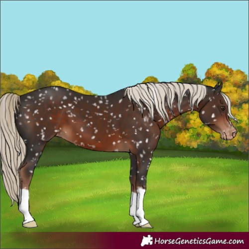 Horse Color:Liver Chestnut Appaloosa 