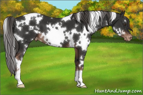Horse Color:White Spotted Liver Chestnut Appaloosa 