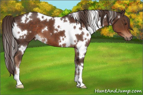 Horse Color:White Spotted Liver Chestnut