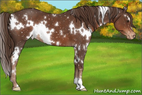 Horse Color:White Spotted Liver Chestnut Appaloosa 