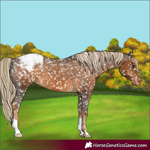 Horse Color:Chocolate Palomino Appaloosa 