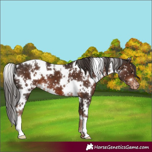 Horse Color:White Spotted Liver Chestnut Appaloosa