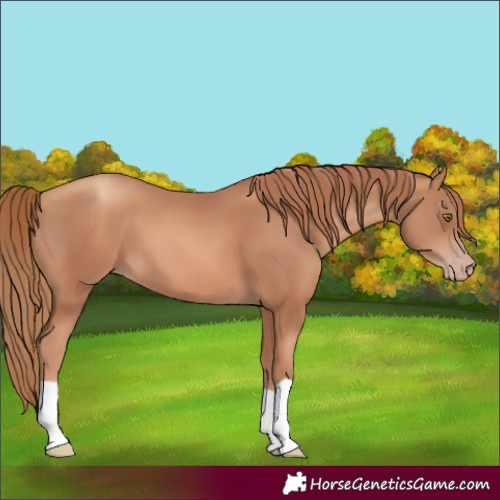 Horse Color:Gold Champagne