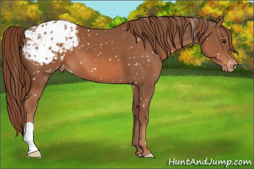 Horse Color:Chestnut Appaloosa 