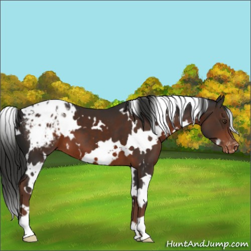 Horse Color:White Spotted Liver Chestnut Appaloosa