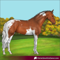 Horse Color:Silver Bay Tobiano