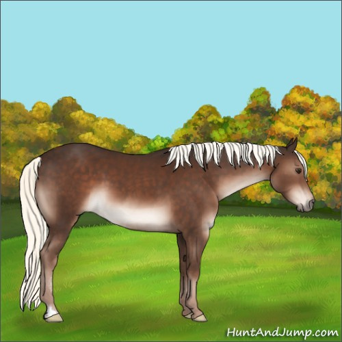 Horse Color:Liver Chestnut Mushroom 
