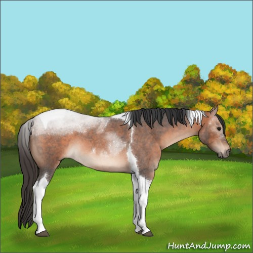 Horse Color:Bay Roan Mushroom Tobiano 