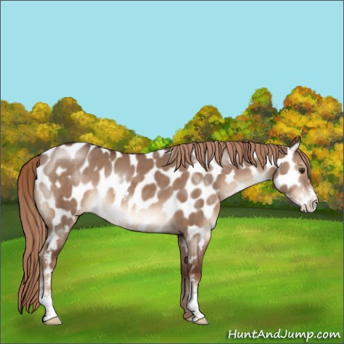 Horse Color:Liver Red Dun Sabino Appaloosa 