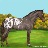 Horse Color:Liver Red Roan Appaloosa Rabicano 