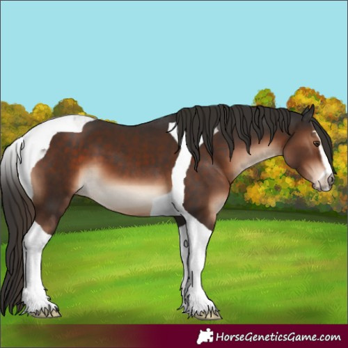 Horse Color:Liver Chestnut Sabino Tobiano 