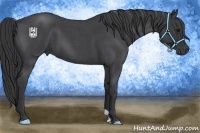 Horse Color:Blue Roan 