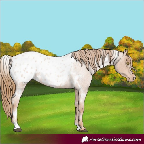 Horse Color:White Spotted Red Roan Pearl Appaloosa 