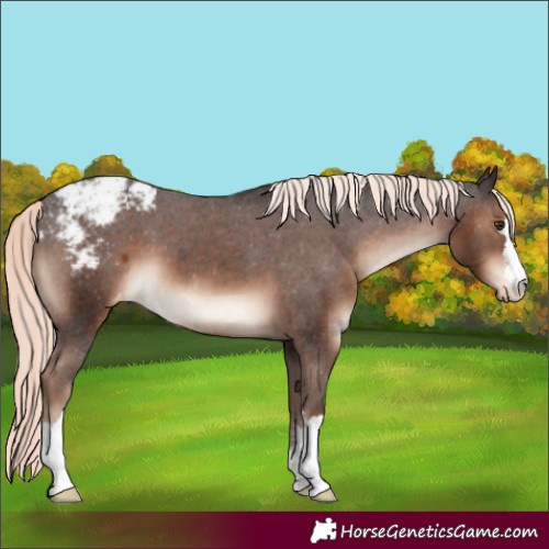 Horse Color:Liver Chestnut Mushroom Appaloosa