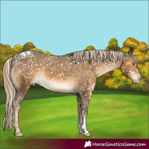 Horse Color:Chocolate Palomino Mushroom Appaloosa