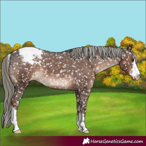 Horse Color:Liver Chestnut Mushroom Appaloosa 