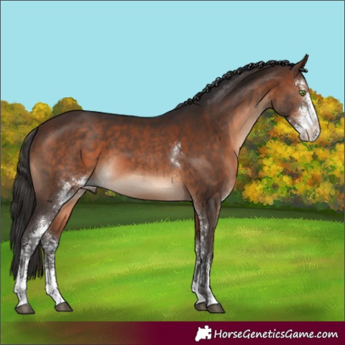Horse Color:Brown Sabino 